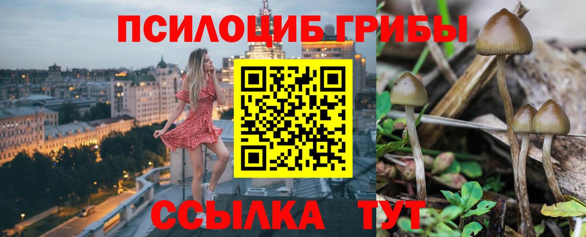 Галлюциногенные грибы Psilocybine cubensis Киржач